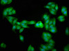 Immunofluorescence staining of HepG2 cells with CSB-PA861141HA01HU at 1:266, counter-stained with DAPI. The cells were fixed in 4% formaldehyde, permeabilized using 0.2% Triton X-100 and blocked in 10% normal Goat Serum. The cells were then incubated with the antibody overnight at 4°C. The secondary antibody was Alexa Fluor 488-congugated AffiniPure Goat Anti-Rabbit IgG (H+L) .