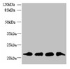 Western blot<br />
 All lanes: MRPL18 antibody at 8µg/ml<br />
 Lane 1: U251 whole cell lysate<br />
 Lane 2: THP-1 whole cell lysate<br />
 Lane 3: PC-3 whole cell lysate<br />
 Lane 4: U87 whole cell lysate<br />
 Secondary<br />
 Goat polyclonal to rabbit IgG at 1/10000 dilution<br />
 Predicted band size: 21 kDa<br />
 Observed band size: 21 kDa<br />