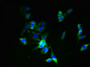 Immunofluorescent analysis of NIH/3T3 cells using CSB-PA862029LA01HU at dilution of 1:100 and Alexa Fluor 488-congugated AffiniPure Goat Anti-Rabbit IgG (H+L)