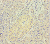 Immunohistochemistry of paraffin-embedded human pancreatic tissue using CSB-PA862055LA01HU at dilution of 1:100