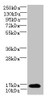 Western blot<br />
 All lanes: TCEAL7 antibody at 2µg/ml + A549 whole cell lysate<br />
 Secondary<br />
 Goat polyclonal to rabbit IgG at 1/10000 dilution<br />
 Predicted band size: 13 kDa<br />
 Observed band size: 13 kDa<br />