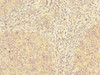 Immunohistochemistry of paraffin-embedded human tonsil tissue using CSB-PA863123LA01HU at dilution of 1:100