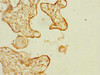 Immunohistochemistry of paraffin-embedded human placenta tissue using CSB-PA863929LA01HU at dilution of 1:100