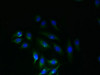 Immunofluorescent analysis of A549 cells using CSB-PA863929LA01HU at dilution of 1:100 and Alexa Fluor 488-congugated AffiniPure Goat Anti-Rabbit IgG (H+L)