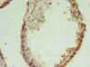 Immunohistochemistry of paraffin-embedded human testis tissue using CSB-PA863955LA01HU at dilution of 1:100