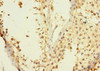 Immunohistochemistry of paraffin-embedded human testis tissue using CSB-PA863964LA01HU at dilution of 1:100