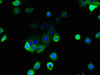 Immunofluorescent analysis of A431 cells using CSB-PA863974LA01HU at dilution of 1:100 and Alexa Fluor 488-congugated AffiniPure Goat Anti-Rabbit IgG (H+L)