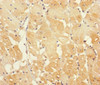 Immunohistochemistry of paraffin-embedded human heart tissue using CSB-PA863998LA01HU at dilution of 1:100