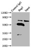 Immunoprecipitating Bag3 in K562 whole cell lysate<br />
 Lane 1: Rabbit control IgG (1µg) instead of CSB-PA864372HA01MO in K562 whole cell lysate.
 For western blotting, a HRP-conjugated Protein G antibody was used as the secondary antibody (1/2000) <br />
 Lane 2: CSB-PA864372HA01MO (6µg) + K562 whole cell lysate (500µg) <br />
 Lane 3: K562 whole cell lysate (10µg) <br />