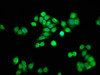 Immunofluorescence staining of PC-3 cells with CSB-PA865091LA01HU at 1:33, counter-stained with DAPI. The cells were fixed in 4% formaldehyde, permeabilized using 0.2% Triton X-100 and blocked in 10% normal Goat Serum. The cells were then incubated with the antibody overnight at 4°C. The secondary antibody was Alexa Fluor 488-congugated AffiniPure Goat Anti-Rabbit IgG (H+L) . Immunofluorescence staining of PC-3 cells with CSB-PA865091LA01HU at 1:33, counter-stained with DAPI. The cells were fixed in 4% formaldehyde, permeabilized using 0.2% Triton X-100 and blocked in 10% normal Goat Serum. The cells were then incubated with the antibody overnight at 4°C. The secondary antibody was Alexa Fluor 488-congugated AffiniPure Goat Anti-Rabbit IgG (H+L) .