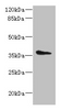 Western blot<br />
 All lanes: AASDHPPT antibody at 2µg/ml + HepG2 whole cell lysate<br />
 Secondary<br />
 Goat polyclonal to rabbit IgG at 1/10000 dilution<br />
 Predicted band size: 36, 16 kDa<br />
 Observed band size: 36 kDa<br />