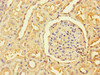 Immunohistochemistry of paraffin-embedded human kidney tissue using CSB-PA865137LA01HU at dilution of 1:100