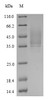 The reducing (R) protein migrates as 45 kDa in SDS-PAGE may be due to glycosylation.