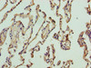 Immunohistochemistry of paraffin-embedded human lung tissue using CSB-PA866273LA01HU at dilution of 1:100