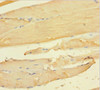 Immunohistochemistry of paraffin-embedded human skeletal muscle tissue using CSB-PA866295LA01HU at dilution of 1:100