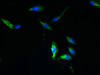 Immunofluorescent analysis of Hela cells using CSB-PA867139LA01HU at dilution of 1:100 and Alexa Fluor 488-congugated AffiniPure Goat Anti-Rabbit IgG (H+L)