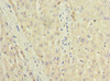 Immunohistochemistry of paraffin-embedded human liver tissue using CSB-PA867142LA01HU at dilution of 1:100