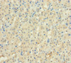Immunohistochemistry of paraffin-embedded human adrenal gland tissue using CSB-PA867163LA01HU at dilution of 1:100