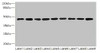 Western blot<br />
 All lanes: SH3GLB2 antibody at 1µg/ml<br />
 Lane 1: Hela whole cell lysate<br />
 Lane 2: Mouse gonadal tissue<br />
 Lane 3: Mouse lung tissue<br />
 Lane 4: U87 whole cell lysate<br />
 Lane 5: THP-1 whole cell lysate<br />
 Lane 6: A549 whole cell lysate<br />
 Lane 7: MCF-7 whole cell lysate<br />
 Lane 8: Mouse liver tissue<br />
 Lane 9: A431 whole cell lysate<br />
 Secondary<br />
 Goat polyclonal to rabbit IgG at 1/10000 dilution<br />
 Predicted band size: 44, 45 kDa<br />
 Observed band size: 44 kDa<br />