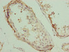 Immunohistochemistry of paraffin-embedded human testis tissue using CSB-PA868334LA01HU at dilution of 1:100 Immunohistochemistry of paraffin-embedded human testis tissue using CSB-PA868334LA01HU at dilution of 1:100