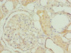 Immunohistochemistry of paraffin-embedded human kidney tissue using CSB-PA868378LA01HU at dilution of 1:100