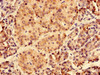 Immunohistochemistry of paraffin-embedded human pancreatic tissue using CSB-PA868394LA01HU at dilution of 1:100