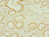 Immunohistochemistry of paraffin-embedded human kidney tissue using CSB-PA871598LA01HU at dilution of 1:100