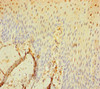 Immunohistochemistry of paraffin-embedded human tonsil tissue using CSB-PA871609LA01HU at dilution of 1:100