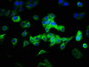 Immunofluorescence staining of HepG2 cells with CSB-PA872527LA01HU at 1:333, counter-stained with DAPI. The cells were fixed in 4% formaldehyde, permeabilized using 0.2% Triton X-100 and blocked in 10% normal Goat Serum. The cells were then incubated with the antibody overnight at 4°C. The secondary antibody was Alexa Fluor 488-congugated AffiniPure Goat Anti-Rabbit IgG (H+L) .