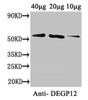 Western Blot<br />
 Positive WB detected in: Arabidopsis thaliana (40µg, 20µg, 10µg) <br />
 All lanes: DEGP12 antibody at 3.4µg/ml<br />
 Secondary<br />
 Goat polyclonal to rabbit IgG at 1/50000 dilution<br />
 Predicted band size: 57 kDa<br />
 Observed band size: 57 kDa<br />