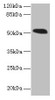 Western blot<br />
 All lanes: MIEF1 antibody at 4µg/ml + Mouse liver tissue<br />
 Secondary<br />
 Goat polyclonal to rabbit IgG at 1/10000 dilution<br />
 Predicted band size: 52, 16, 9 kDa<br />
 Observed band size: 52 kDa<br />
