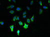 Immunofluorescent analysis of A549 cells using CSB-PA873671LA01HU at dilution of 1:100 and Alexa Fluor 488-congugated AffiniPure Goat Anti-Rabbit IgG (H+L)