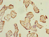 Immunohistochemistry of paraffin-embedded human placenta tissue using CSB-PA873732LA01HU at dilution of 1:100