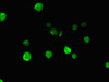 Immunofluorescent analysis of MCF-7 cells using CSB-PA874821LA01HU at dilution of 1:100 and Alexa Fluor 488-congugated AffiniPure Goat Anti-Rabbit IgG (H+L)