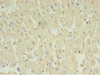 Immunohistochemistry of paraffin-embedded human heart tissue using CSB-PA874868EA01HU at dilution of 1:100