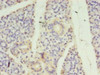 Immunohistochemistry of paraffin-embedded human pancreatic tissue using CSB-PA874868EA01HU at dilution of 1:100