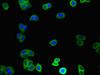 Immunofluorescent analysis of HepG2 cells using CSB-PA875630LA01HU at dilution of 1:100 and Alexa Fluor 488-congugated AffiniPure Goat Anti-Rabbit IgG (H+L)