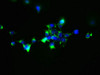 Immunofluorescent analysis of 293 cells using CSB-PA875649LA01HU at dilution of 1:100 and Alexa Fluor 488-congugated AffiniPure Goat Anti-Rabbit IgG (H+L)