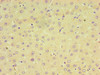 Immunohistochemistry of paraffin-embedded human liver tissue using CSB-PA875664LA01HU at dilution of 1:100