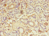 Immunohistochemistry of paraffin-embedded human pancreatic tissue using CSB-PA875685LA01HU at dilution of 1:100