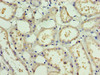 Immunohistochemistry of paraffin-embedded human kidney tissue using CSB-PA878890HA01HU at dilution of 1:100