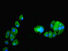 Immunofluorescent analysis of MCF-7 cells using CSB-PA878890HA01HU at dilution of 1:100 and Alexa Fluor 488-congugated AffiniPure Goat Anti-Rabbit IgG (H+L)
