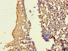 Immunohistochemistry of paraffin-embedded human tonsil tissue using CSB-PA878898LA01HU at dilution of 1:100