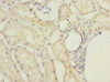 Immunohistochemistry of paraffin-embedded human kidney tissue using CSB-PA878907LA01HU at dilution of 1:100