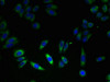 Immunofluorescent analysis of HepG2 cells using CSB-PA878925LA01HU at dilution of 1:100 and Alexa Fluor 488-congugated AffiniPure Goat Anti-Rabbit IgG (H+L)