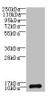 Western blot<br />
 All lanes: SH3BGRL3 antibody at 0.05µg/ml + U87 whole cell lysate<br />
 Secondary<br />
 Goat polyclonal to rabbit IgG at 1/10000 dilution<br />
 Predicted band size: 11 kDa<br />
 Observed band size: 11 kDa<br />