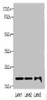 Western blot<br />
 All lanes: MRPS18A antibody at 6µg/ml<br />
 Lane 1: HL60 whole cell lysate<br />
 Lane 2: A549 whole cell lysate<br />
 Lane 3: HepG2 whole cell lysate<br />
 Secondary<br />
 Goat polyclonal to rabbit IgG at 1/10000 dilution<br />
 Predicted band size: 23, 31, 15 kDa<br />
 Observed band size: 23 kDa<br /> Western blot<br />
 All lanes: MRPS18A antibody at 6µg/ml<br />
 Lane 1: HL60 whole cell lysate<br />
 Lane 2: A549 whole cell lysate<br />
 Lane 3: HepG2 whole cell lysate<br />
 Secondary<br />
 Goat polyclonal to rabbit IgG at 1/10000 dilution<br />
 Predicted band size: 23, 31, 15 kDa<br />
 Observed band size: 23 kDa<br />