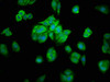 Immunofluorescence staining of HepG2 cells with CSB-PA882128LA01HU at 1:200, counter-stained with DAPI. The cells were fixed in 4% formaldehyde, permeabilized using 0.2% Triton X-100 and blocked in 10% normal Goat Serum. The cells were then incubated with the antibody overnight at 4°C. The secondary antibody was Alexa Fluor 488-congugated AffiniPure Goat Anti-Rabbit IgG (H+L) .