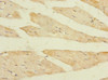 Immunohistochemistry of paraffin-embedded human skeletal muscle tissue using CSB-PA883385LA01HU at dilution of 1:100