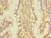 Immunohistochemistry of paraffin-embedded human small intestine tissue using CSB-PA883600LA01HU at dilution of 1:100